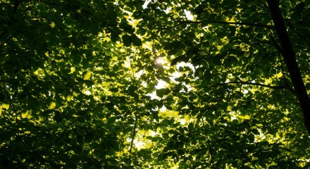 Fototapeta premium Sunlight filtering through dense foliage