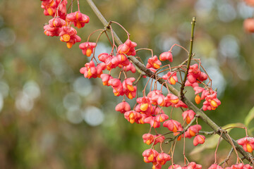 Branch of European spindle (Euonymus europaeus) with capsular fruits.