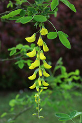 Golden shower tree with yellow flowers in the garden. Cassia fistula in bloom also called purging cassia, Indian laburnum, or pudding-pipe tree 