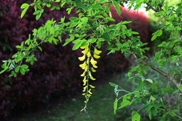Golden shower tree with yellow flowers in the garden. Cassia fistula in bloom also called purging cassia, Indian laburnum, or pudding-pipe tree 