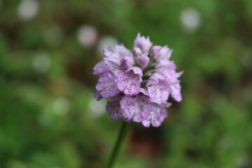 Close-up of Orchis purpurea. Pink Lady orchid in the meadow on selective focus