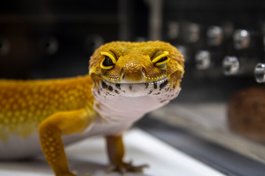 Leopard Gecko winking in terrarium 