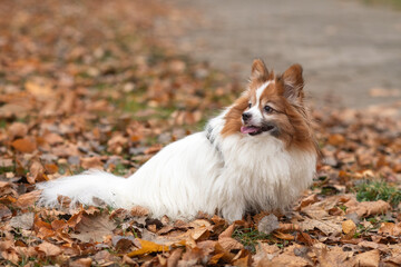 Portrait of a young purebred papillon dog in an autumn park.