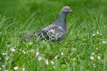 Wild pigeon standing on grass with wild spring flowers.Fauna ,wild birds, wilflife in spring concept.