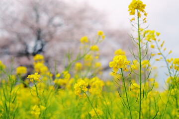 Cherry blossoms and rapeseed flowers（桜と菜の花）