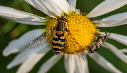 Sericomyia silentis. A two-winged insect in its natural environment. Beautiful macro photography.