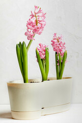 Potted hyacinths displayed in white container Symbol of renewal, eco living, springtime growth.