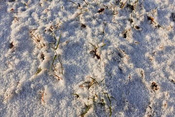 Snow-covered ground with scattered grass blades in a winter landscape