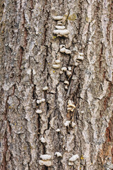 Image of tree bark with various fungi growing on its surface