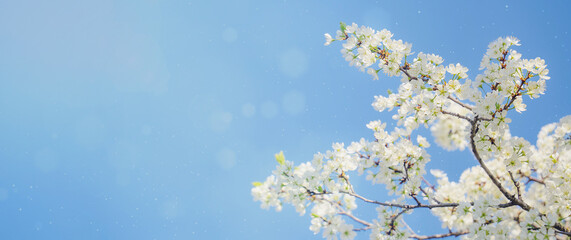 Banner with white spring flowers on cherry branches, blue sky with sunny branches