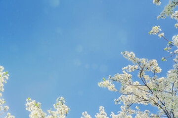 Floral framing of the spring blue sky