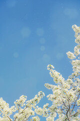 Beautiful spring blooming tree against the background of a clear sunny sky