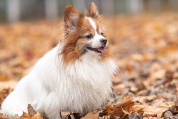 Portrait of a young purebred papillon dog in an autumn park.