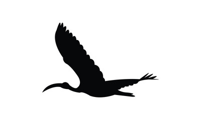 Flying African sacred ibis bird Silhouette Design  And Vector Illustration. 