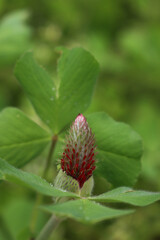 Close-up of flowering crimson clover plants in the field. Trifolium incarnatum field on springtime season