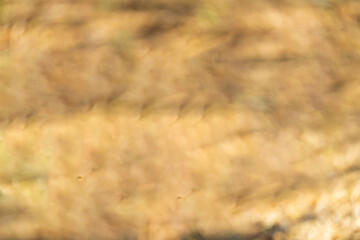 Morning sunshine bubble bokeh background.	