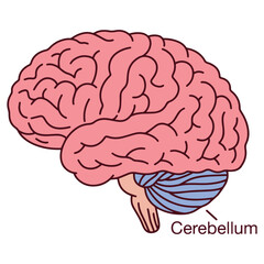 Color educational illustration of human brain with cerebellum labeled and highlighted in blue, anatomical diagram for science or medicine topics