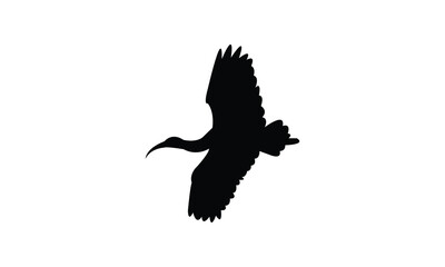 Flying African sacred ibis bird Silhouette Design  And Vector Illustration. 