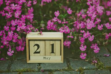 21 May, World Day for Cultural Diversity, wooden calendar blocks outdoors in a pink bush showing the date 21st May with copy space, International Tea Day, National Anti-Terrorism Day, Meditation Day