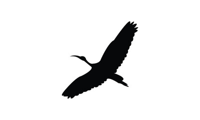 Flying African sacred ibis bird Silhouette Design  And Vector Illustration. 