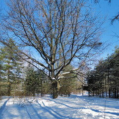 Oak tree in a winter forest