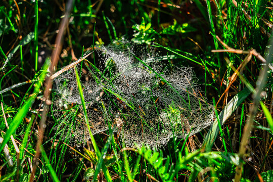 Spinnennetz im Gras
