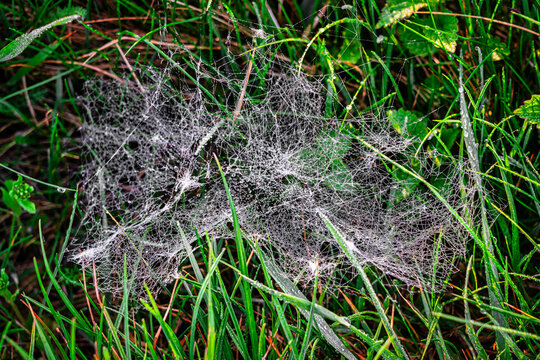 Spinnennetz im Gras