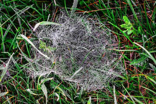 Spinnennetz im Gras