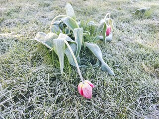 Frost-Covered Tulips in a Spring Garden