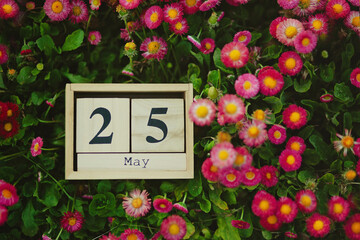 25 May, Africa Day, wooden calendar blocks outdoors in a daisy field showing the date 25th May with copy space, National Wine Day, May Revolution Day in Argentina, Geek Pride Day