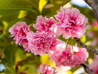 満開に咲いた八重桜