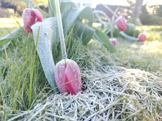 Frost-Covered Tulips in a Spring Garden