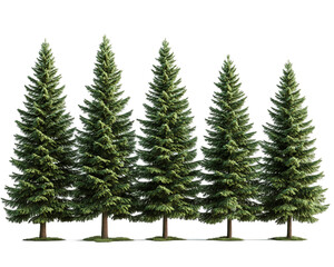 Obraz premium Five Green Pine Trees on Transparent Background, PNG