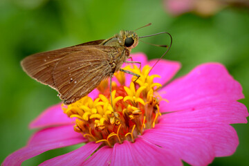 Tropical brown butterfly among pink zinnia flower.