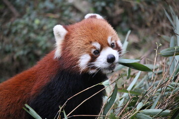 red panda eating bamboo leaves