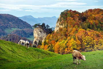Grasende K&uuml;he vor der herbstlichen Kulisse der Ankenballen bei Eptingen im Baselland. Schweiz