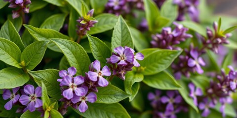 Close-up of vibrant green Tulsi leaves, delicate purple flowers, sacred Hindu plant, macro, detail
