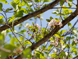 花が残る葉桜
