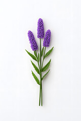 Fototapeta premium Lavender plant in bloom, purple flowers with green stems, isolated on white background