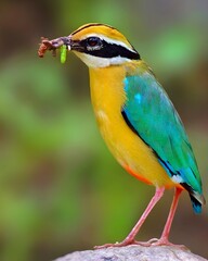 Colorful Bird Capturing Worms | Vibrant Nature Wildlife Photography