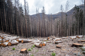 Cutting trees in the italian mountains Appennines