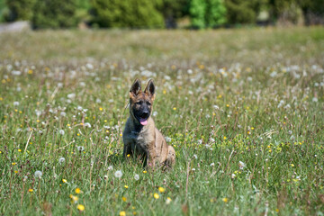 Beautiful German Shepherd puppy playing on a flower meadow on a sunny summer day in Skaraborg Sweden