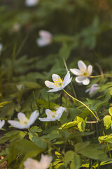 Wood anemone. Forest flower. Close-up of the plant. Blurred background. Sunny day in April