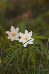 Wood anemone. Forest flower. Close-up of the plant. Blurred background. Sunny day in April