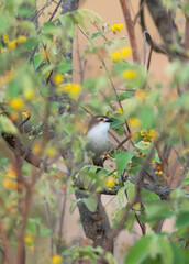 Yellow eyed babbler perched on a tree twig