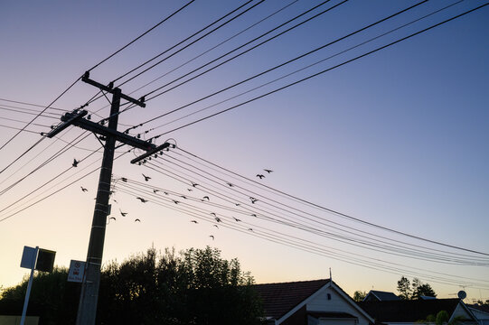 Birds flying over the power post and power cables at dawn. Auckland.