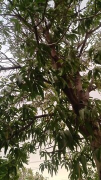Tree branches and leaves moving in strong wind, stormy, pre storm weather &ndash; low angle vertical footage of big tree.