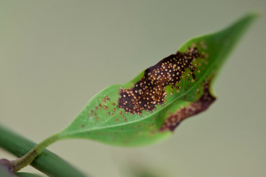 Green leaf with speckled pattern with blurred edges