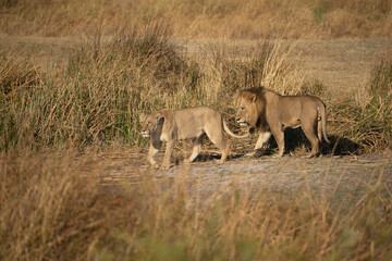 Big lion lying on savannah grass. Landscape with characteristic trees on the plain and hills in the background