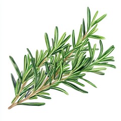 Fototapeta premium Fresh Green Rosemary Sprig on White Background